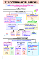 Structural Organisation In Animals Mind Map.pdf
